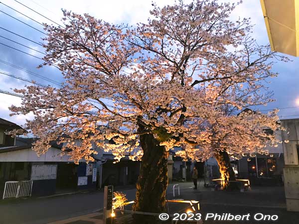 This is how it looks when you get out of the station.
Keywords: Tokyo Akiruno Musashi-Masuko Yasubee sakura cherry blossoms