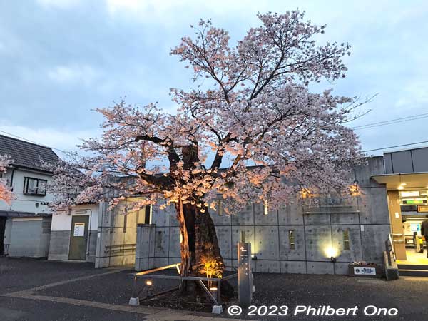 This sakura tree bloomed for the last time in March 2023 when these pictures were taken. 
Keywords: Tokyo Akiruno Musashi-Masuko Yasubee sakura cherry blossoms