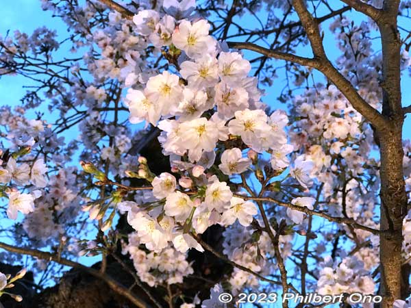 Closeup of cherry blossoms in front of JR Musashi-Masuko Station.
Keywords: Tokyo Akiruno Musashi-Masuko Yasubee sakura cherry blossoms