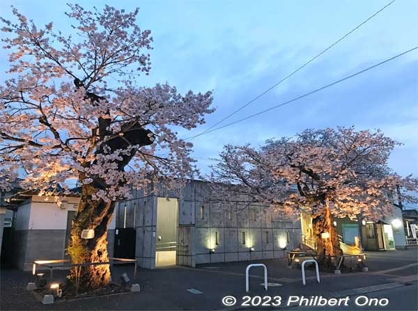 In front of Musashi-Masuko Station are these two Yasube'e cherry blossom trees. The third one is further toward the right.
Keywords: Tokyo Akiruno Musashi-Masuko Yasubee sakura cherry blossoms