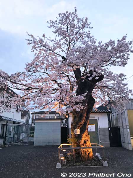 Leftmost Yasube'e cherry blossom tree is the smallest.
Keywords: Tokyo Akiruno Musashi-Masuko Yasubee sakura cherry blossoms