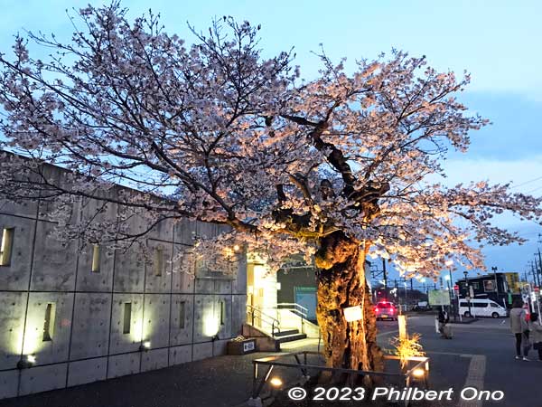 Keywords: Tokyo Akiruno Musashi-Masuko Yasubee sakura cherry blossoms