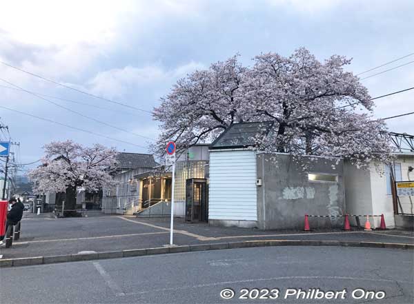 The third cherry tree is the largest, seen here over the train station building.
Keywords: Tokyo Akiruno Musashi-Masuko Yasubee sakura cherry blossoms