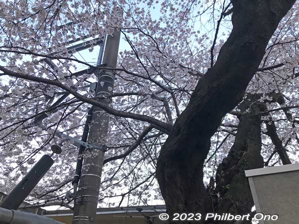 The third cherry tree is already entangled with power lines. This one has to go, sadly.
Keywords: Tokyo Akiruno Musashi-Masuko Yasubee sakura cherry blossoms