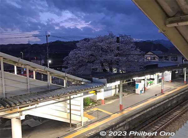JR Musashi-Masuko Station with the third cherry tree visible.
Keywords: Tokyo Akiruno Musashi-Masuko Yasubee sakura cherry blossoms