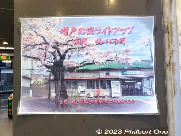 From 2017, they started lighting up the cherry trees when in bloom in front of JR Musashi-Masuko Station.
Keywords: Tokyo Akiruno Musashi-Masuko Yasubee sakura cherry blossoms