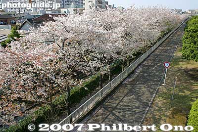 Cherry trees along the streetcar tracks.
Keywords: tokyo arakawa-ku park cherry blossoms sakura