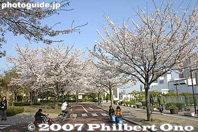 Bicycling road for kids renting bicycles, go-karts, etc., for free.
Keywords: tokyo arakawa-ku park cherry blossoms sakura