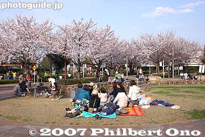 Keywords: tokyo arakawa-ku park cherry blossoms sakura