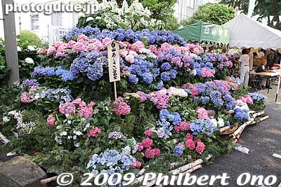 Dubbed Mt. Fuji, this pile of colorful hydrangea is stacked like a mountain. Capped by white flowers for snow. Hakusan Shrine in Bunkyo, Tokyo
Keywords: tokyo bunkyo-ku ajisai hakusan jinja shrine hydrangea flowers matsuri festival japannatsu