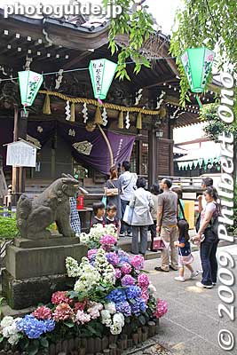 Praying at Hakusan Shrine's Honden Hall, flanked by lion dogs decorated with hydrangea.
Keywords: tokyo bunkyo-ku ajisai hakusan jinja shrine hydrangea flowers matsuri festival 