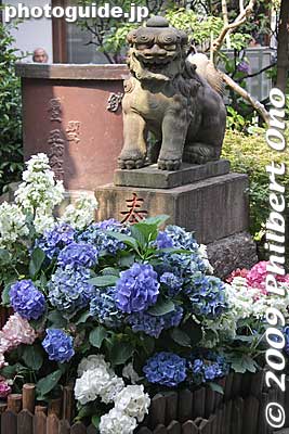 Lion dog with hydrangea.
Keywords: tokyo bunkyo-ku ajisai hakusan jinja shrine hydrangea flowers matsuri festival 