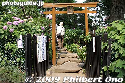 Entrance to a small hill of ajisai where there is a tiny shrine at the top.
Keywords: tokyo bunkyo-ku ajisai hakusan jinja shrine hydrangea flowers matsuri festival 