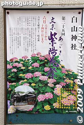 Poster for Bunkyo Ajisai Matsuri.
Keywords: tokyo bunkyo-ku ajisai hakusan jinja shrine hydrangea flowers matsuri festival 