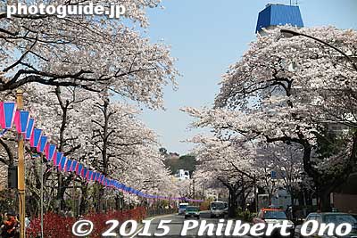 Keywords: tokyo bunkyo-ku sakura cherry blossoms flowers
