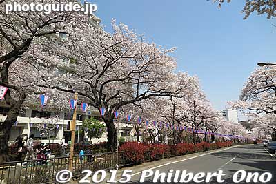 Keywords: tokyo bunkyo-ku sakura cherry blossoms flowers