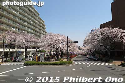 An intersection, then more cherry trees.
Keywords: tokyo bunkyo-ku sakura cherry blossoms flowers
