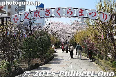 The other end of the cherry tree-lined path on the median strip.
Keywords: tokyo bunkyo-ku sakura cherry blossoms flowers