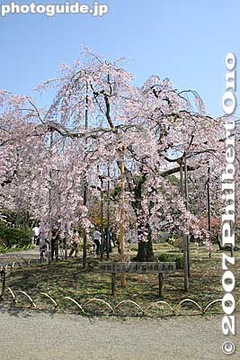 Weeping cherry tree
Keywords: tokyo bunkyo-ku ward koishikawa korakuen japanese garden weeping cherry tree sakura blossoms flower
