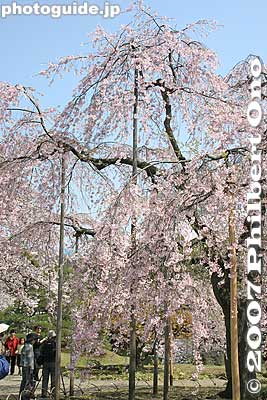 Weeping cherry tree, Koishikawa Korakuen Garden, Tokyo.
Keywords: tokyo bunkyo-ku ward koishikawa korakuen japanese garden weeping cherry tree sakura blossoms flower