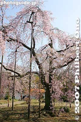 Weeping cherry tree, Koishikawa Korakuen Garden, Tokyo. Called "Shidare-sakura" in Japanese meaning cherry tree with drooping branches.
Keywords: tokyo bunkyo-ku ward koishikawa korakuen japanese garden weeping cherry tree sakura blossoms japanflower