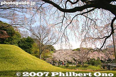 Keywords: tokyo bunkyo-ku ward koishikawa korakuen japanese garden weeping cherry tree sakura blossoms flower