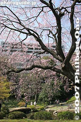 Larger weeping cherry tree.
Keywords: tokyo bunkyo-ku ward koishikawa korakuen japanese garden weeping cherry tree sakura blossoms flower