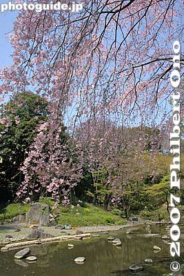 Weeping cherries
Keywords: tokyo bunkyo-ku ward koishikawa korakuen japanese garden weeping cherry tree sakura blossoms flower