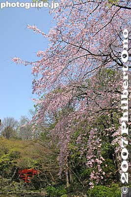 Weeping cherry tree and Tsutenkyo Bridge 通天橋
Keywords: tokyo bunkyo-ku ward koishikawa korakuen japanese garden weeping cherry tree sakura blossoms flower