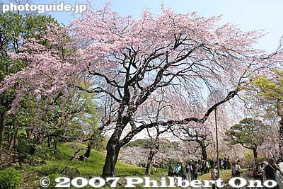 Large weeping cherry tree しだれ桜
Keywords: tokyo bunkyo-ku ward koishikawa korakuen japanese garden weeping cherry tree sakura blossoms japanflower