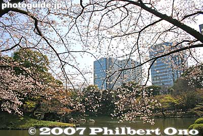 Keywords: tokyo bunkyo-ku ward koishikawa korakuen japanese garden pond sakura cherry blossoms flower