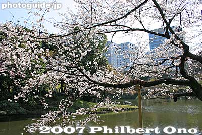 Cherry trees line the Osensui pond. 大泉水
Keywords: tokyo bunkyo-ku ward koishikawa korakuen japanese garden pond sakura cherry blossoms flower