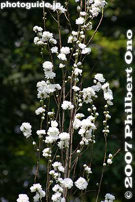 White ornamental peaches (Hanamomo in Japanese) look like cotton on branches. ハナモモ
Keywords: tokyo bunkyo-ku ward koishikawa korakuen japanese garden japanflower