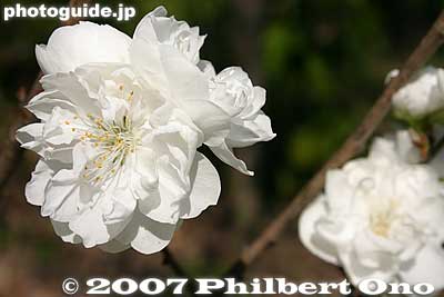 White ornamental peaches ハナモモ
Keywords: tokyo bunkyo-ku ward koishikawa korakuen japanese garden japanflower