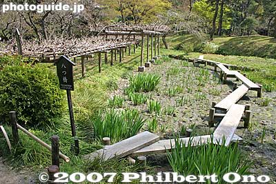Eight-plank Bridge 八つ橋
Keywords: tokyo bunkyo-ku ward koishikawa korakuen japanese garden flower