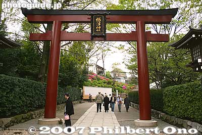 Nezu Shrine torii gate 根津神社
Keywords: tokyo bunkyo-ku nezu jinja shrine azaleas tsutsuji flowers matsuri festival torii