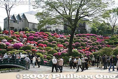 The azaleas usually reach full bloom in late April, but there are flowers which bloom later or earlier so there's always something in bloom during the festival period.
Keywords: tokyo bunkyo-ku nezu jinja shrine azaleas tsutsuji flowers matsuri festival