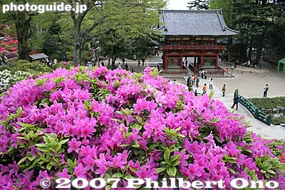 This variety of azaleas are the most common in Japan.
Keywords: tokyo bunkyo-ku nezu jinja shrine azaleas tsutsuji flowers matsuri festival