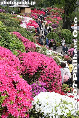 Keywords: tokyo bunkyo-ku nezu jinja shrine azaleas tsutsuji flowers matsuri festival