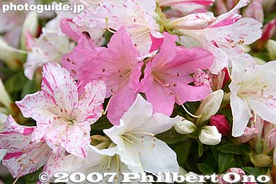 Mixed colors
Keywords: tokyo bunkyo-ku nezu jinja shrine azaleas tsutsuji flowers matsuri festival