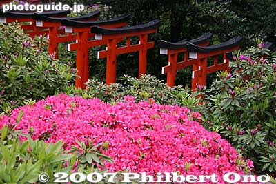 Azaleas and torii gates
Keywords: tokyo bunkyo-ku nezu jinja shrine azaleas tsutsuji flowers matsuri festival torii