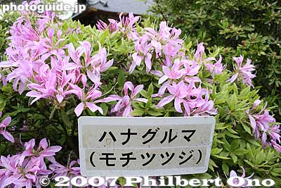 Wish they also wrote the name in English... ハナグルマ
Keywords: tokyo bunkyo-ku nezu jinja shrine azaleas tsutsuji flowers matsuri festival