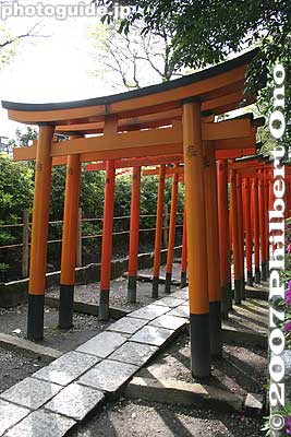 Torii gates (all donated by people)
Keywords: tokyo bunkyo-ku nezu jinja shrine