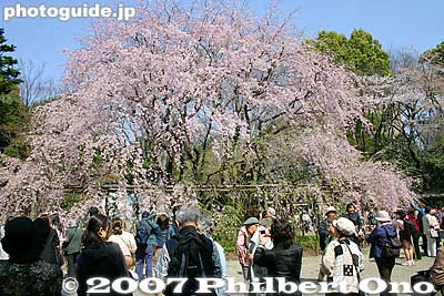 A large crowd admire the beautiful weeping cherry tree.
Keywords: tokyo bunkyo-ku ward rikugien japanese garden weeping cherry blossoms tree sakura