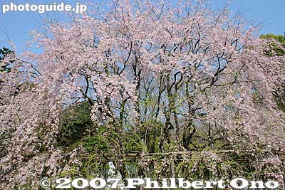 When this weeping cherry tree is in bloom, the garden is open at night and this tree is lit up.
Keywords: tokyo bunkyo-ku ward rikugien japanese garden weeping cherry blossoms tree sakura