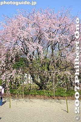 Very difficult to take a picture of the tree without any people in it.
Keywords: tokyo bunkyo-ku ward rikugien japanese garden weeping cherry blossoms tree sakura