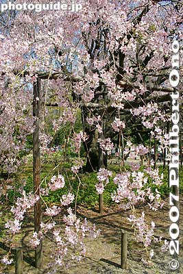 Weeping cherry flowers.
Keywords: tokyo bunkyo-ku ward rikugien japanese garden weeping cherry blossoms tree sakura