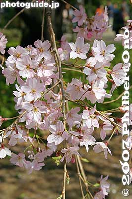 Closeup of flowers.
Keywords: tokyo bunkyo-ku ward rikugien japanese garden weeping cherry blossoms tree sakura