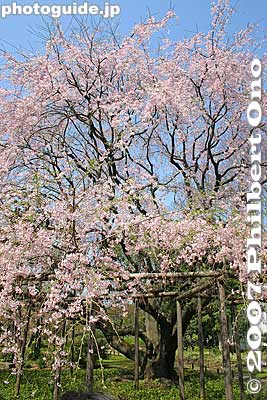 Keywords: tokyo bunkyo-ku ward rikugien japanese garden weeping cherry blossoms tree sakura