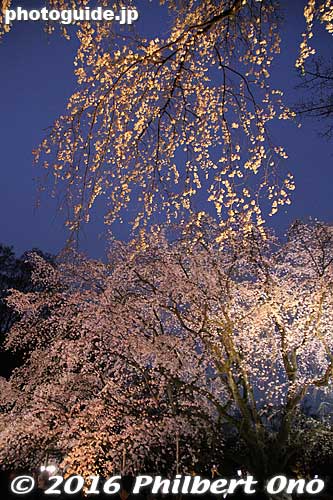 Very beautiful, but very crowded.
Keywords: tokyo bunkyo-ku ward rikugien japanese garden weeping cherry blossoms tree sakura night